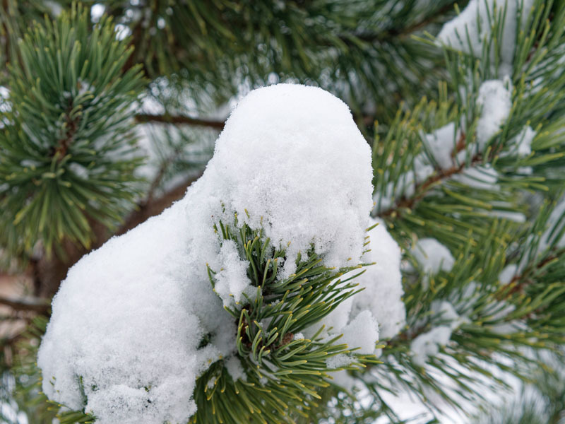 Ойрын 10 хоногт цаг агаар ямар байх вэ